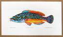 Cuckoo Wrasse Print Richard Bramble