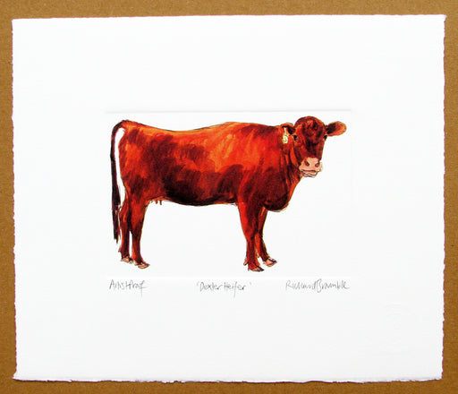 Dexter Heifer Cow print