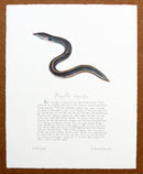 Eel Print with text