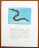 Eel swimming print blue background with text
