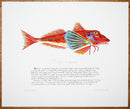 Gurnard with text print