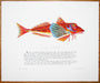 Gurnard with text by Richard Bramble