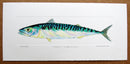 Mackerel Single hand coloured Print