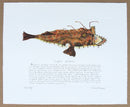 Monkfish with text print