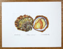 Native Oyster Print