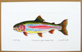 Rainbow Trout Print