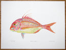 Red Bream Print
