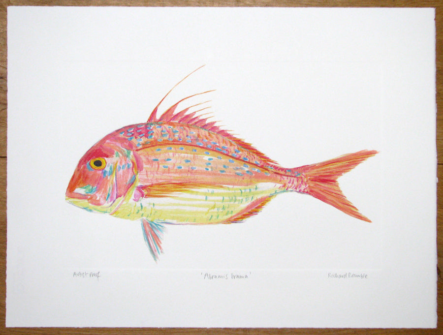 Red Bream print by Richard Bramble