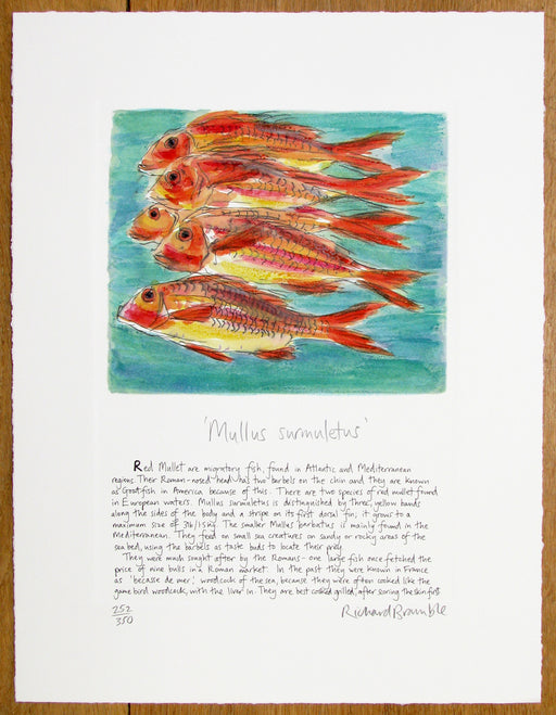 Shoal of Red Mullet with text by Richard Bramble