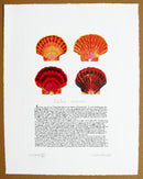 Scallop Shells with text print