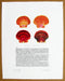 Scallop shells print