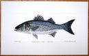 Sea Bass Print (no text)