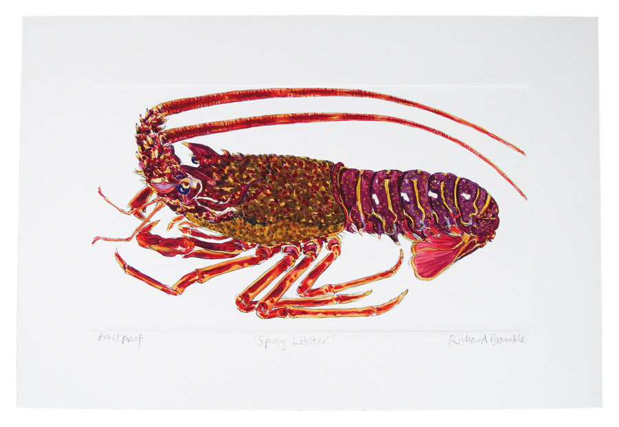 Richard Bramble Spiny Lobster, Crawfish, Langouste or Crayfish side view print