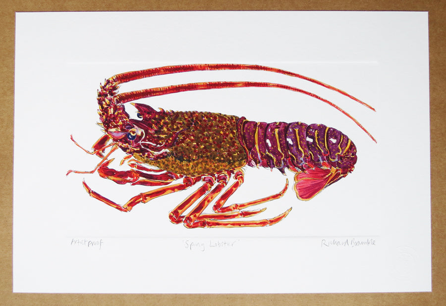 Richard Bramble Spiny Lobster, Crawfish, Langouste or Crayfish side view print