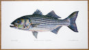 Striped Bass Print