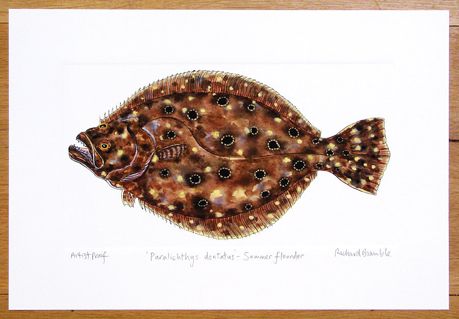 Summer Flounder Print Richard Bramble
