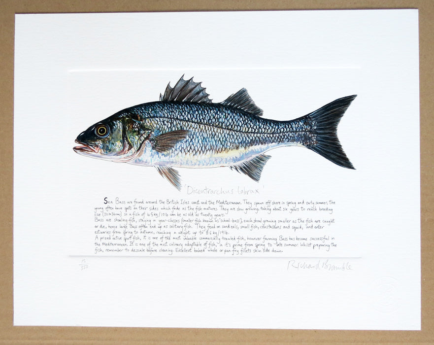 Sea Bass Print with text Richard Bramble