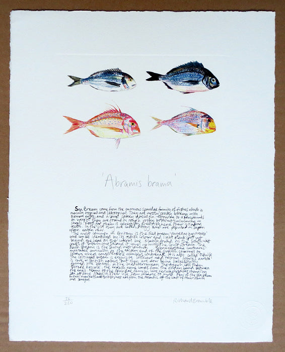 Sea Bream Print