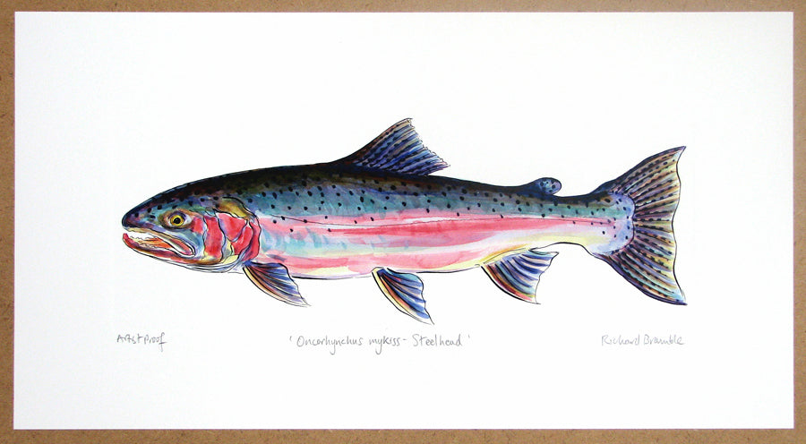 Steelhead Print Richard Bramble