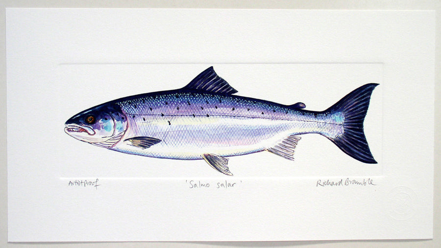 Salmon Print Richard Bramble