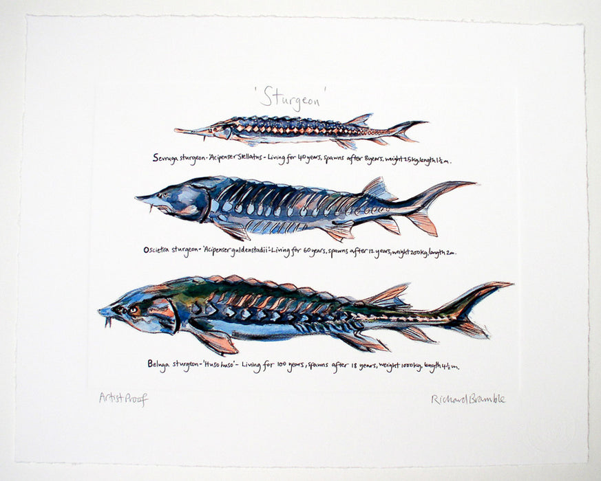 Sturgeon Print Richard Bramble