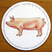 Large White Pig Tablemat by Richard Bramble