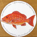 Red Snapper Tablemat by Richard Bramble