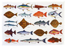 North American & Tropical SEA FISH Tea Towel