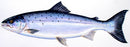 Atlantic Salmon painting