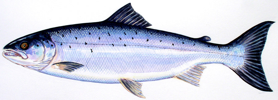 Atlantic Salmon original watercolour painting