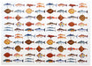 Richard Bramble Seafish Gift Wrapping Paper